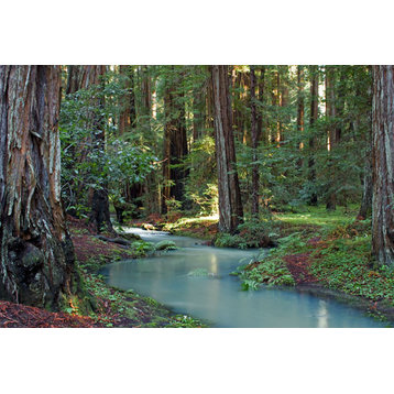Fine Art Photograph, Redwood Forest I, Fine Art Paper Giclee