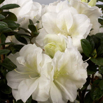 Encore Azalea Autumn Moonlight™