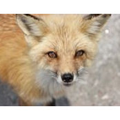 Foto von Dianne Horner Fox