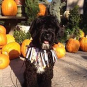 Robin Levey's photo