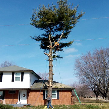 Hobein tree removal & stump grind