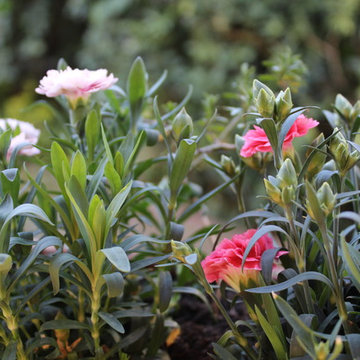 Il giardino in primavera
