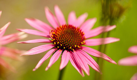 10 of the Best Plants for Late Summer Colour in the Garden