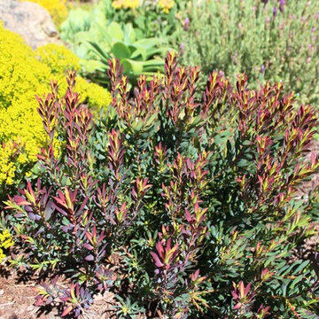 Coastal Mediterranean Deer-Resistant Garden