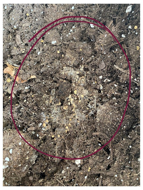 Hibiscus tree with white fungus