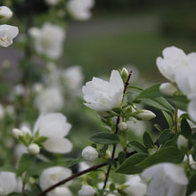 piante e fiori