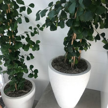 Indoor Plants