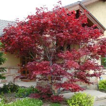 Landscaping Ideas
