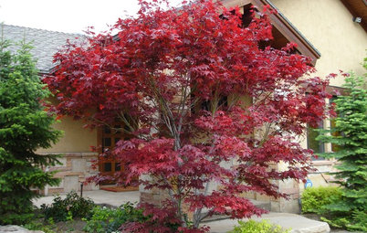 8 Plants Bursting With Beautiful Fall Foliage