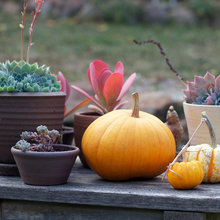 holiday decor