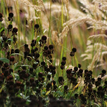 plants