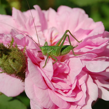 Moosrose `Salet´ mit Heupferdchen