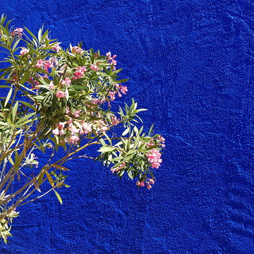 Le mur Bleu Klein et le laurier rose