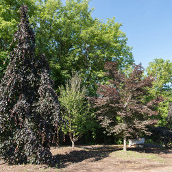 Pontiac Nursery - Products