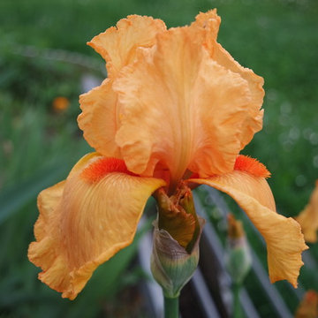 il giardino segreto