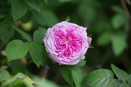 Some Rookwood roses | Houzz Forum
