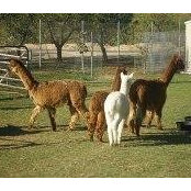 Foto von Alpaca Lynn