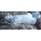 Jill Langdon's photo