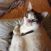 צפורה וינשטוק's photo