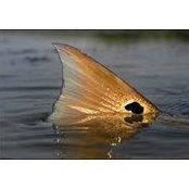 Tj Anderson's photo
