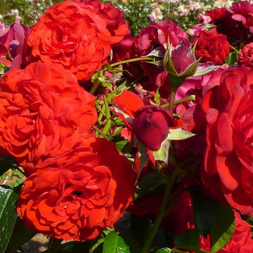 MEILLANDECOR® - SCARLET BONICA®