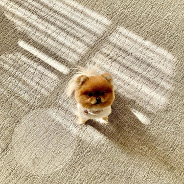 Carpet, Rug, and Upholstery Cleaning Services