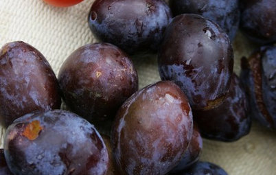 How to Grow Your Own Juicy Plums