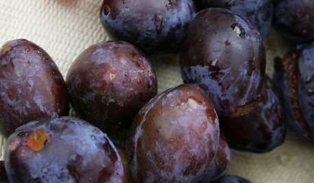 How to Grow Your Own Juicy Plums