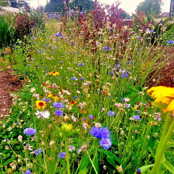 Before & After Master Gardener Landscape Makeover Lawn Reduction & Rain Gardens