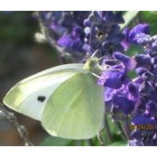 Kathy Potts's photo