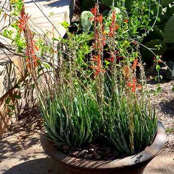 Blue Elf Aloe