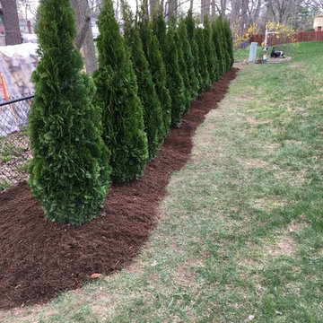 arborvitae hedge
