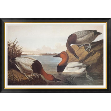 "Canvas-Backed Duck" Framed Canvas Giclee by John James Audubon, 46x35"