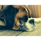 Heidi Brickner's photo