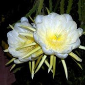 Foto von Mary Weeks