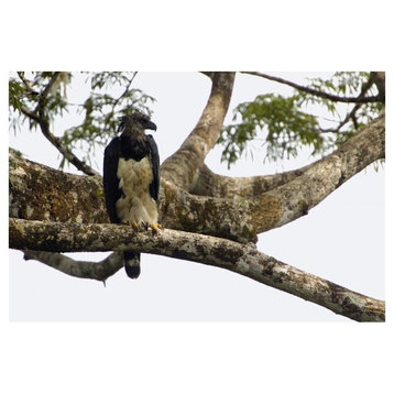 "Harpy Eagle adult female in Kapok tree, Amazon rainforest" Paper Art, 38"x26"