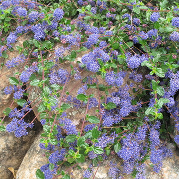 California Native Plants