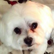 Lisa Perino Johnson's photo