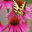 Native Plant Landscape Design Corp
