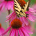Native Plant Landscape Design Corp