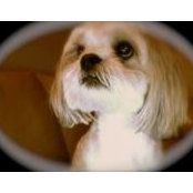 Carmie Santacroces foto