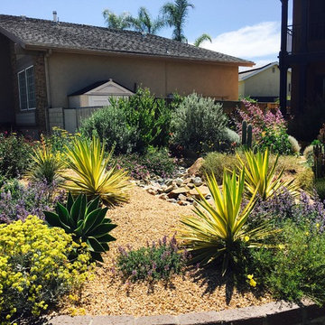 Soft Desert Gardens