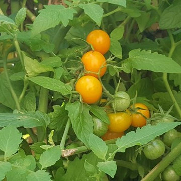 Vegetable Garden