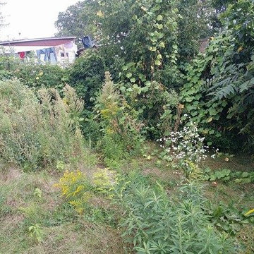 Backyard Clean up and Fence build