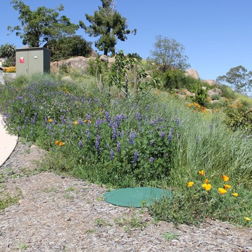 Casa Aguila Ramona Food Forest