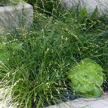 Drought tolerant landscape - front