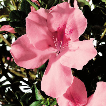 Encore Azalea Autumn Debutante™