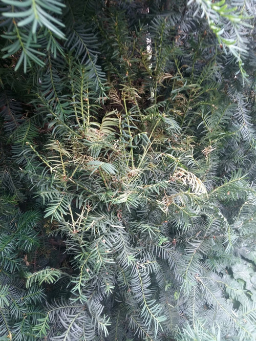 Dying yews, second year ( +fir trees