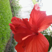 Donna ann Andersons foto