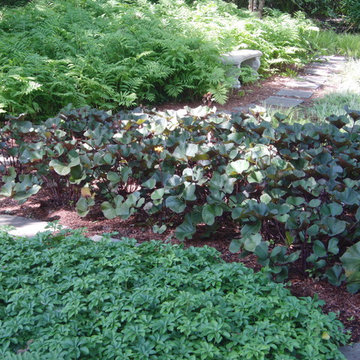 Bog Garden